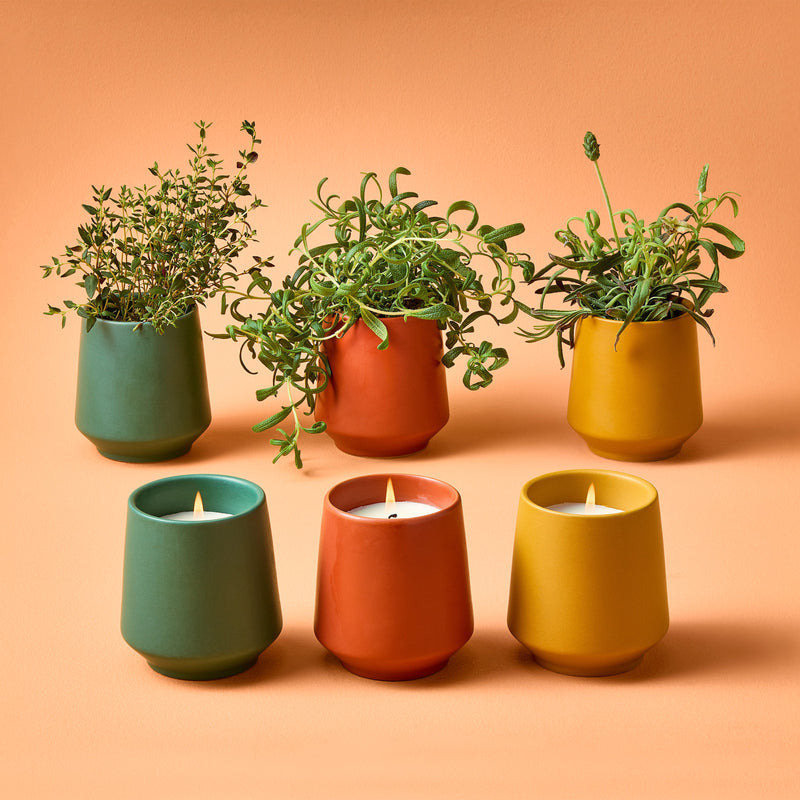Modern Sprout Rooted Candles Candle Light Salmon Rosemary & Cucumber 1pk,Thyme & Tonka Bean 1pk,Lavender & Cedarwood 1pk,Basil & Jasmine 1pk,Mixed 3pk