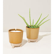 Modern Sprout Glow & Grow Kits Candle