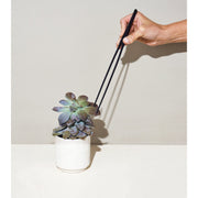 Modern Sprout Plant Parent - Botanical Gift Box Set Gift Set