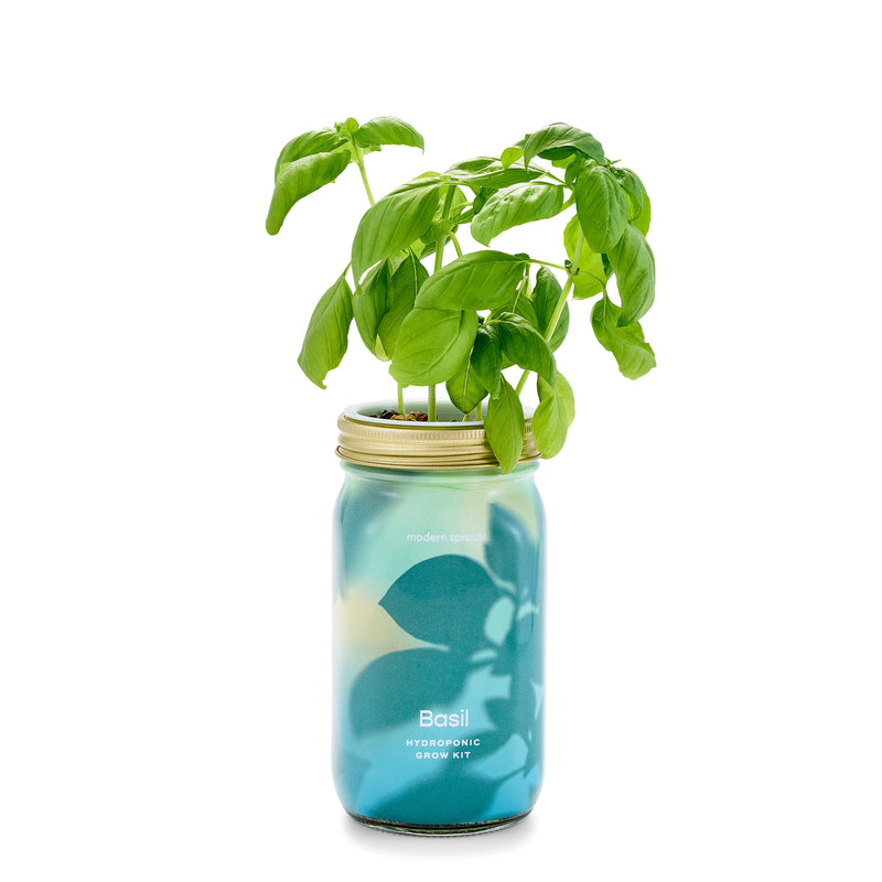 Modern Sprout Garden Jars - Organic Herbs Indoor Garden Kit