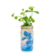 Modern Sprout Garden Jars - Organic Herbs Indoor Garden Kit