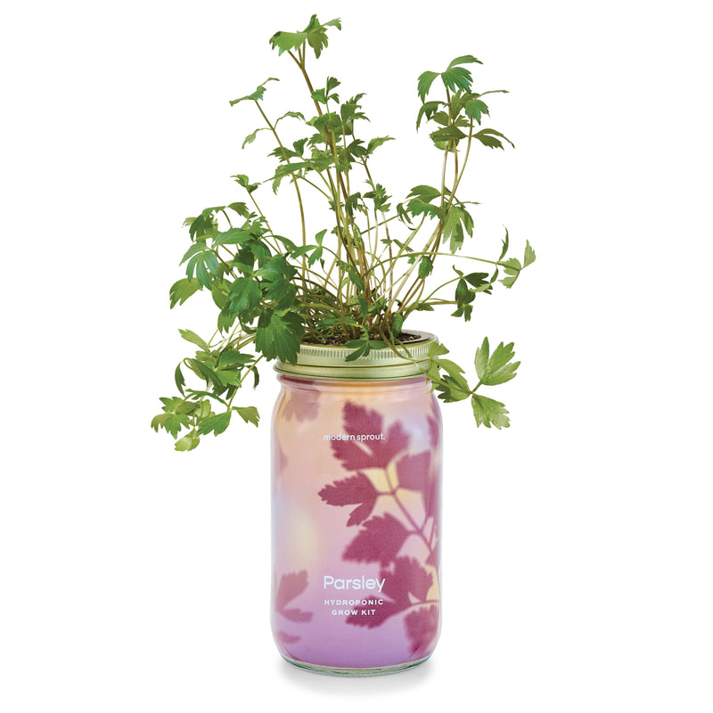 Modern Sprout Garden Jars - Organic Herbs Indoor Garden Kit