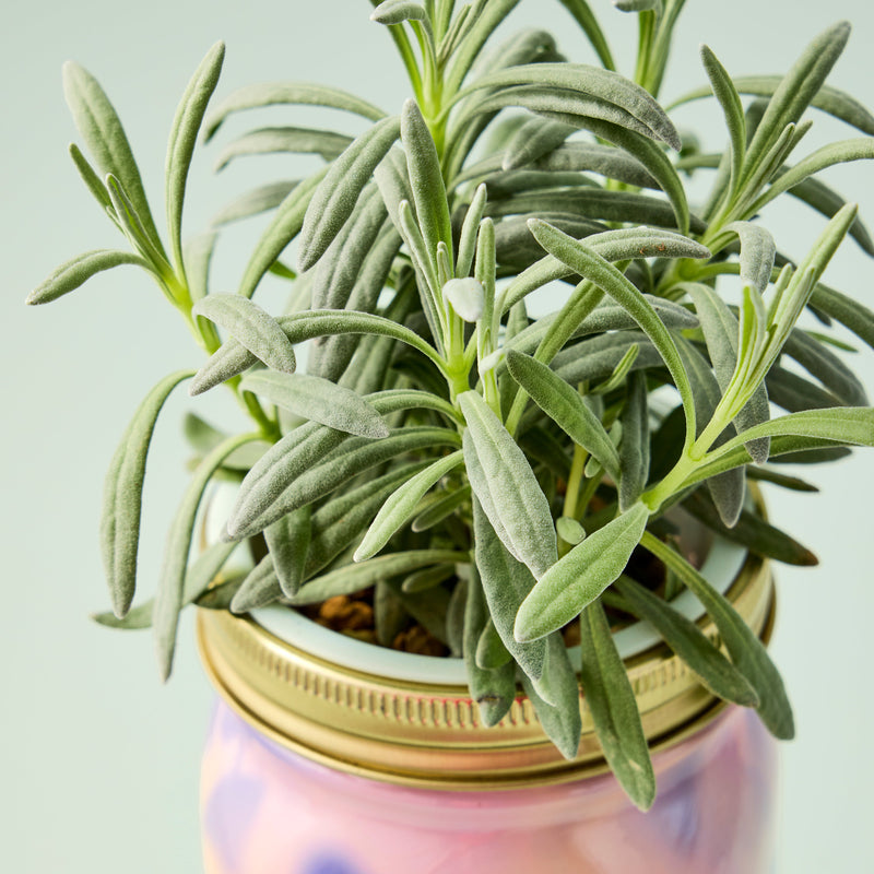 Modern Sprout Garden Jars - Organic Herbs Indoor Garden Kit