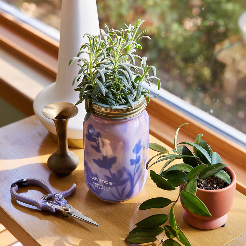 Modern Sprout Garden Jars - Organic Herbs Indoor Garden Kit
