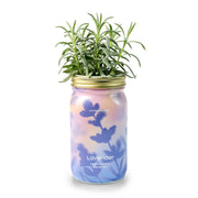 Modern Sprout Garden Jars - Organic Herbs Indoor Garden Kit