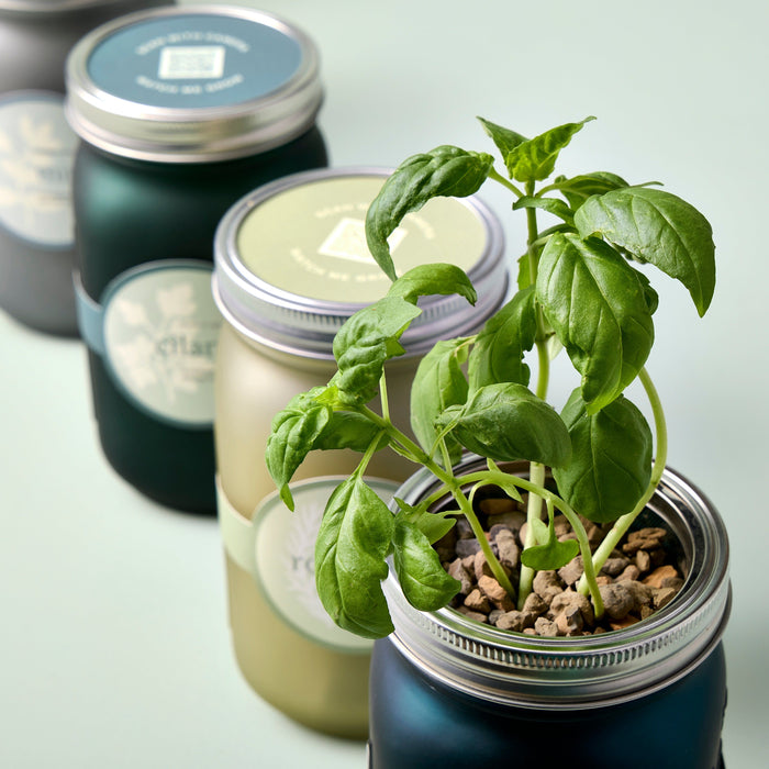Modern Sprout - Modern Sprout - Garden Jars - Herbs