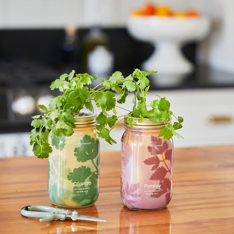 Modern Sprout Garden Jars - Organic Herbs Indoor Garden Kit