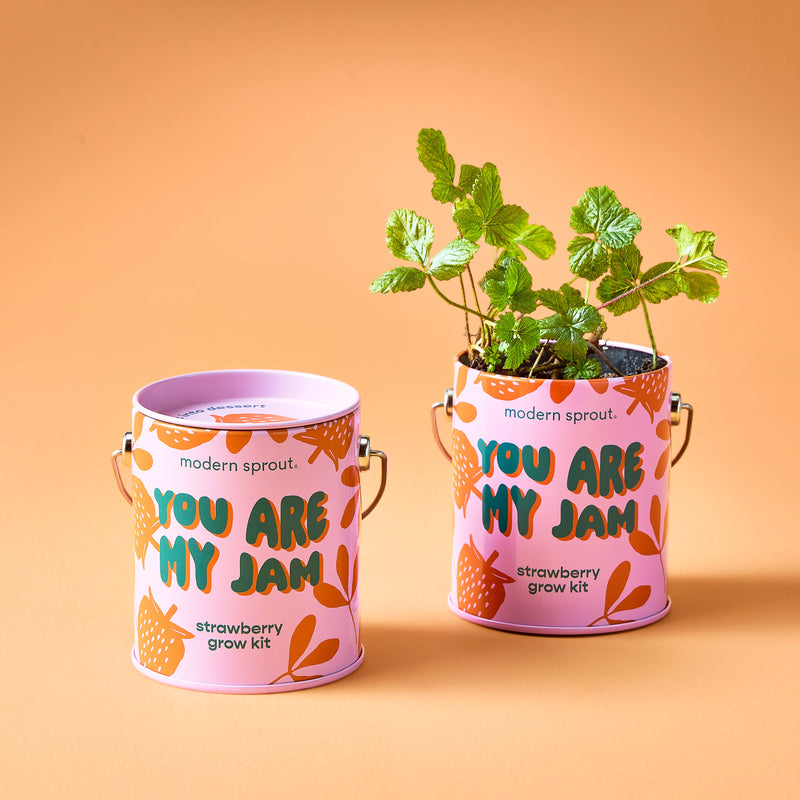 Modern Sprout Complimentary Colors Grow Kits Indoor Garden Kit