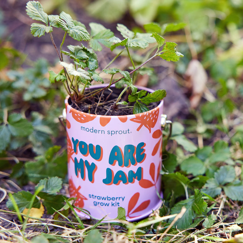 Modern Sprout Complimentary Colors Grow Kits Indoor Garden Kit