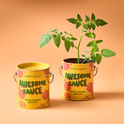 Modern Sprout Complimentary Colors Grow Kits Indoor Garden Kit