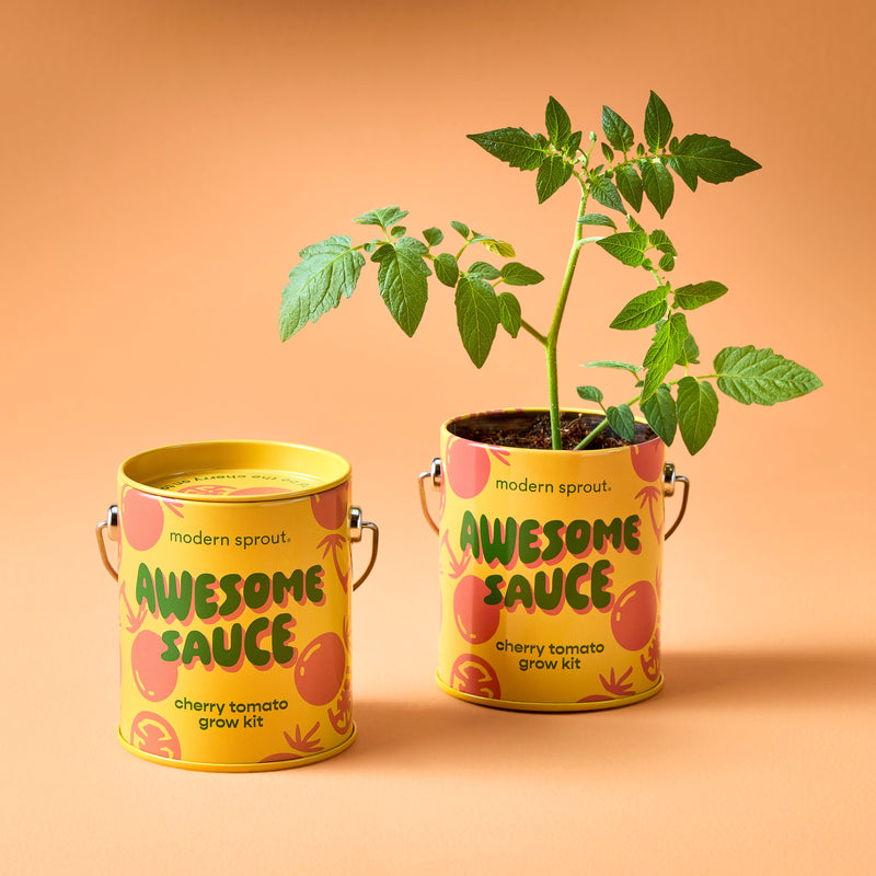 Modern Sprout Complimentary Colors Grow Kits Indoor Garden Kit