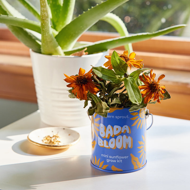 Modern Sprout Complimentary Colors Grow Kits Indoor Garden Kit
