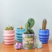 Modern Sprout Complimentary Colors Grow Kits Indoor Garden Kit