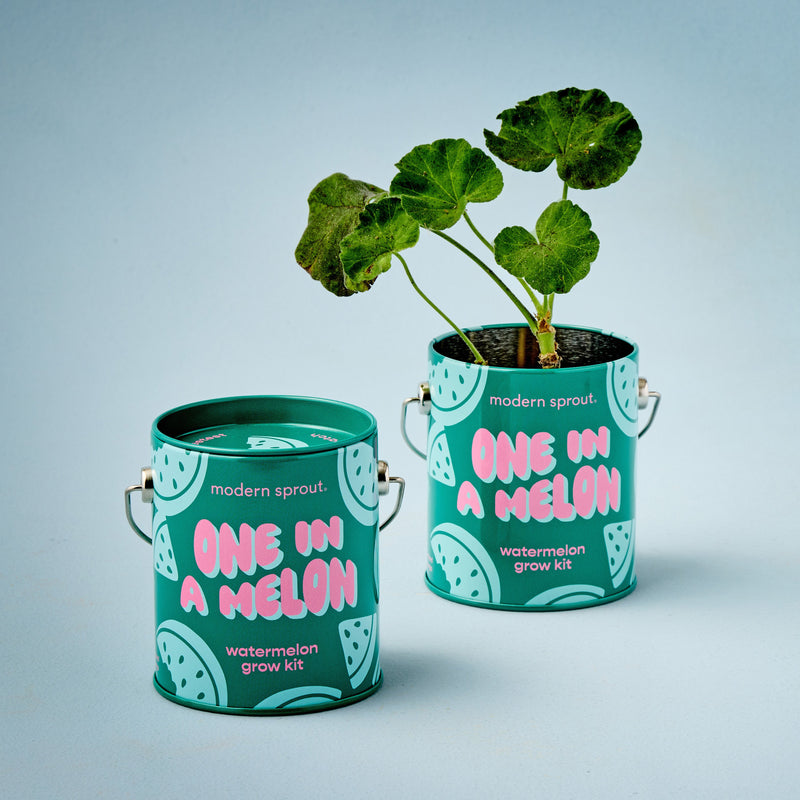 Modern Sprout Complimentary Colors Grow Kits Indoor Garden Kit