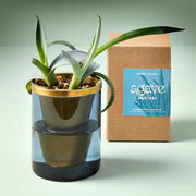 Modern Sprout Agave Grow Kit Indoor Garden Kit