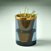 Modern Sprout Agave Grow Kit Indoor Garden Kit