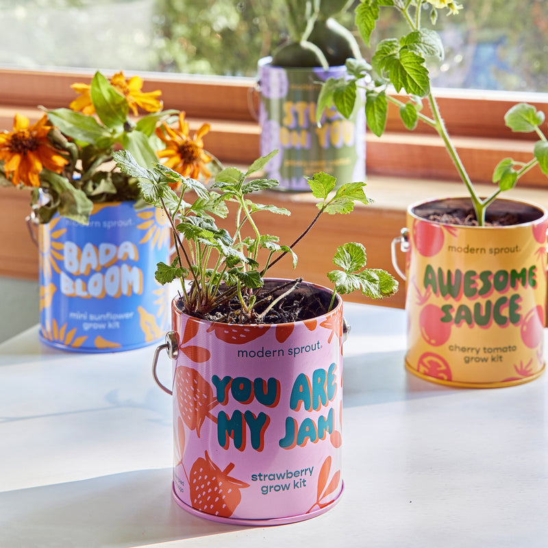 Modern Sprout Complimentary Colors Grow Kits Indoor Garden Kit