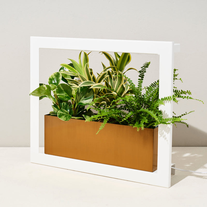 Modern Sprout Smart Standard Growframe Grow Light