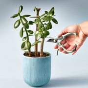 Modern Sprout Gardening Shears & Pruners Accessory