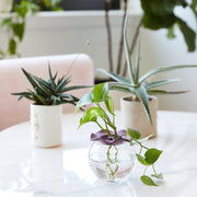 Modern Sprout Botanical Keepers, 2pk Accessory