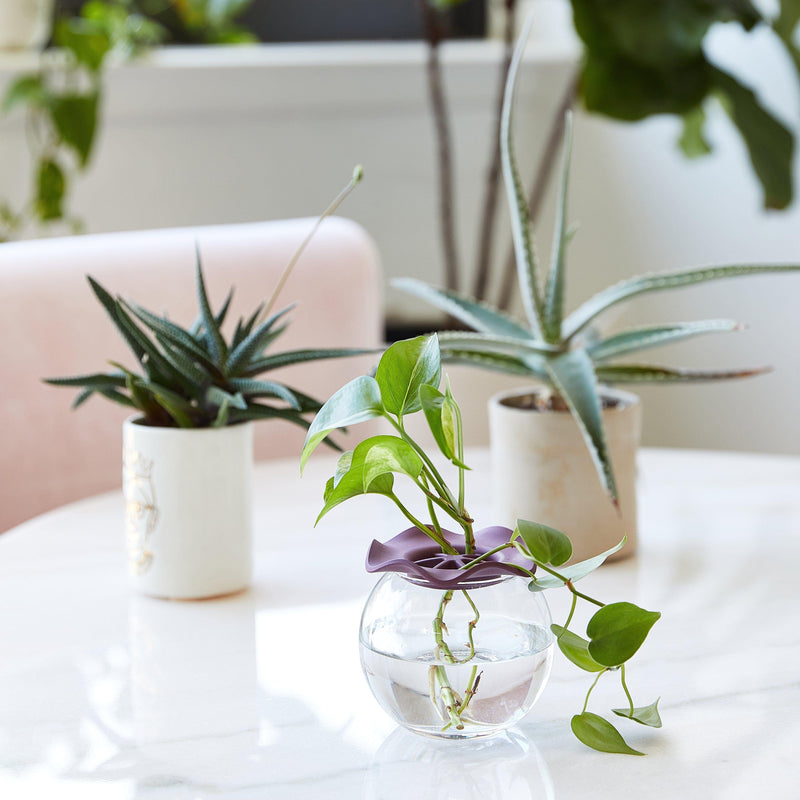 Modern Sprout Botanical Keepers, 2pk Accessory