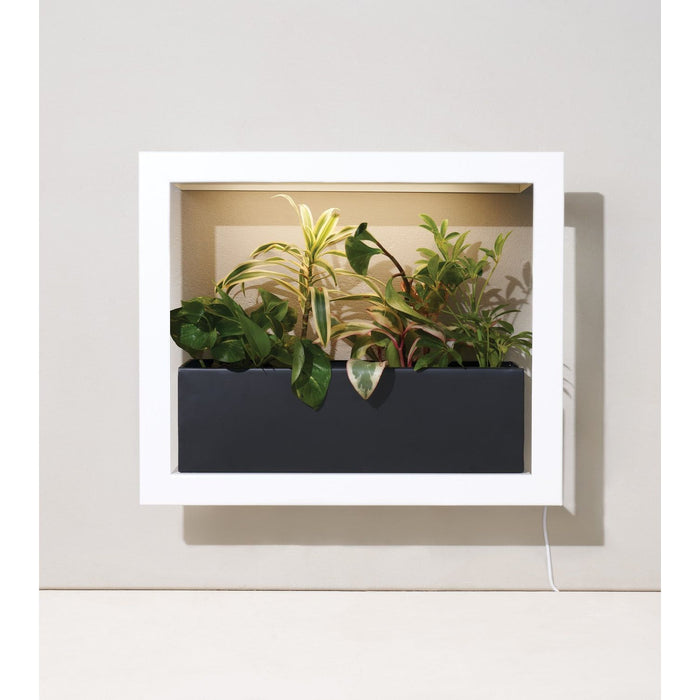 Modern Sprout - Modern Sprout - Planter Box