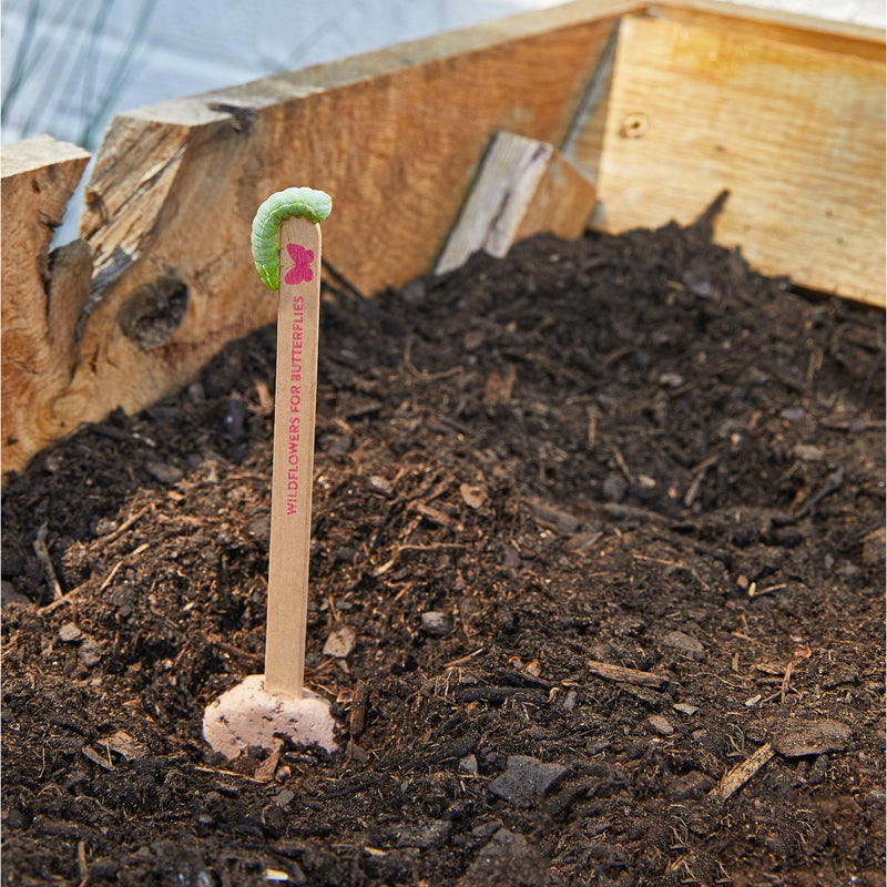 Modern Sprout Seed Pops - Pollinator Playful Planting