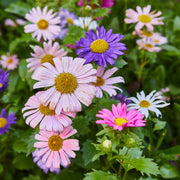 Modern Sprout Seed Pops - Pollinator Playful Planting