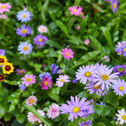 Modern Sprout Seed Confetti Popper Playful Planting