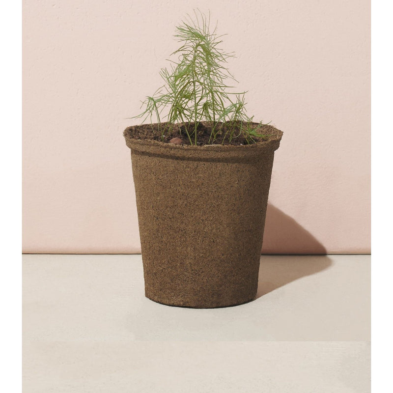 Modern Sprout One-For-One Tree Kits Playful Planting