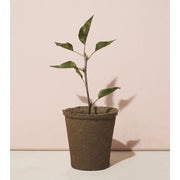 Modern Sprout One-For-One Tree Kits Playful Planting