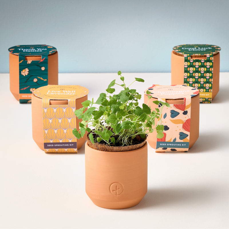 Modern Sprout Tiny Terracotta Kits Indoor Garden Kit