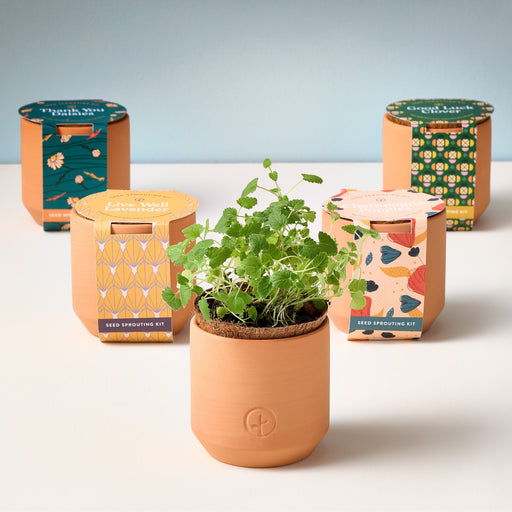Modern Sprout Tiny Terracotta Kits Indoor Garden Kit