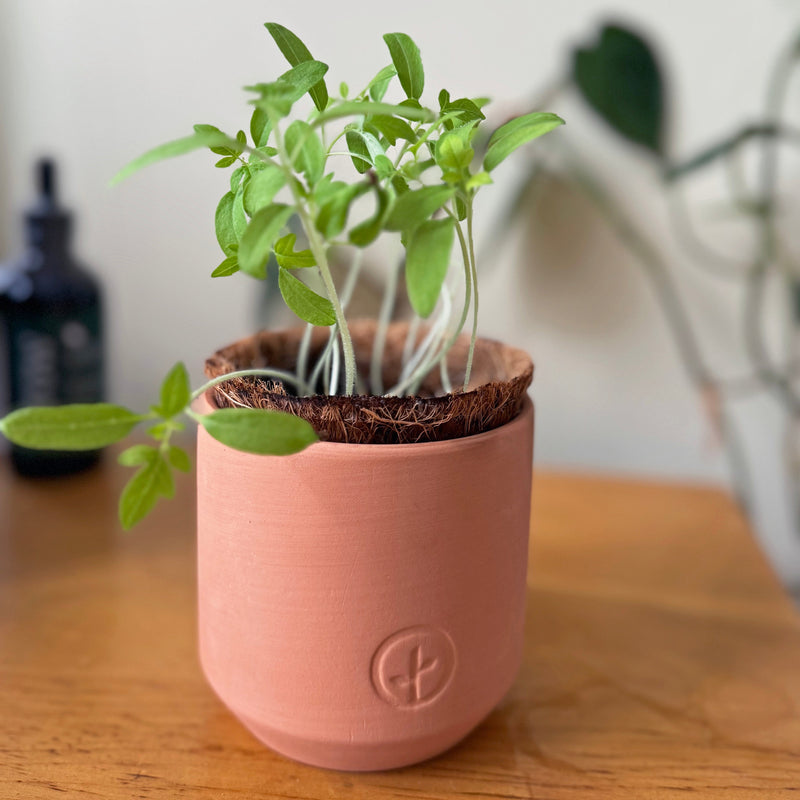 Modern Sprout Tiny Terracotta Garden Kits Indoor Garden Kit