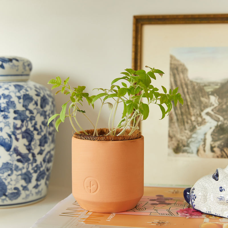 Modern Sprout Tiny Terracotta Garden Kits Indoor Garden Kit