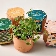 Modern Sprout Tiny Terracotta Kits Indoor Garden Kit