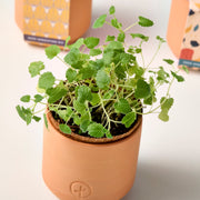 Modern Sprout Tiny Terracotta Kits Indoor Garden Kit