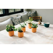 Modern Sprout Tiny Terracotta Kits Indoor Garden Kit