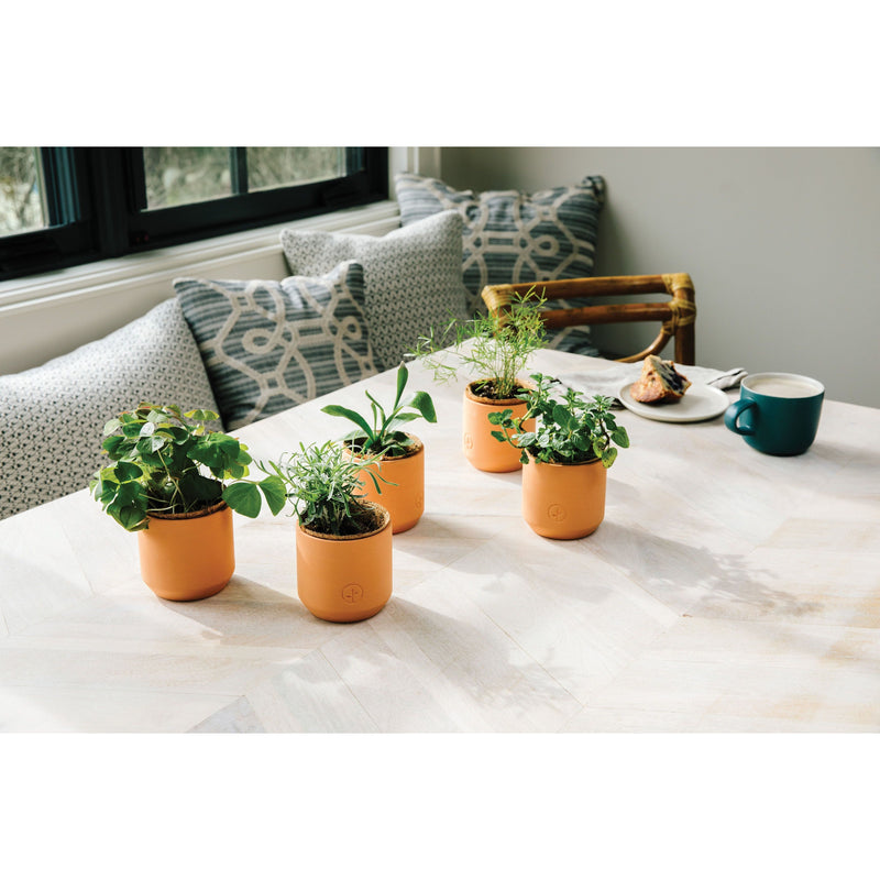 Modern Sprout Tiny Terracotta Kits Indoor Garden Kit