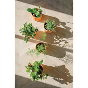 Modern Sprout Tiny Terracotta Kits Indoor Garden Kit