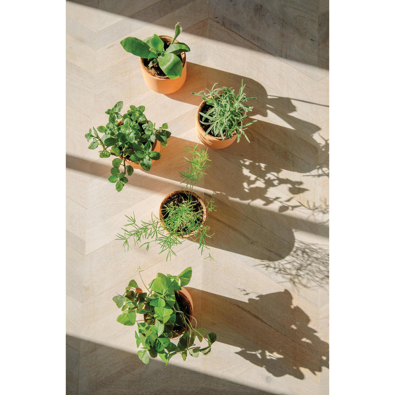 Modern Sprout Tiny Terracotta Kits Indoor Garden Kit