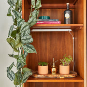 Modern Sprout Tiny Terracotta Garden Kits Indoor Garden Kit