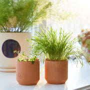 Modern Sprout Pet Tiny Terracotta Grow Kits Indoor Garden Kit