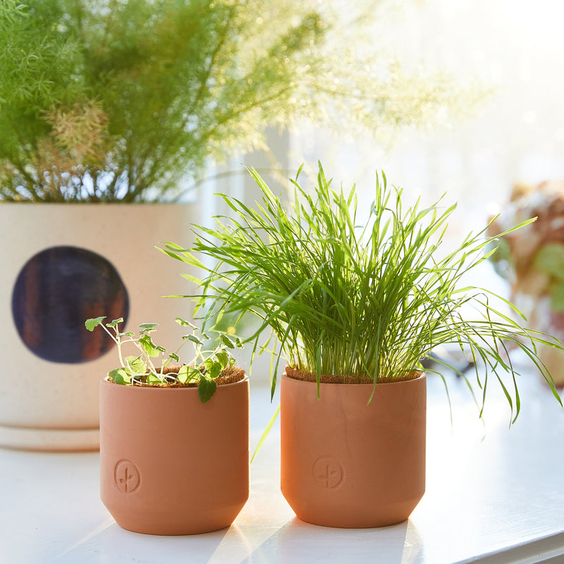 Modern Sprout Pet Tiny Terracotta Grow Kits Indoor Garden Kit