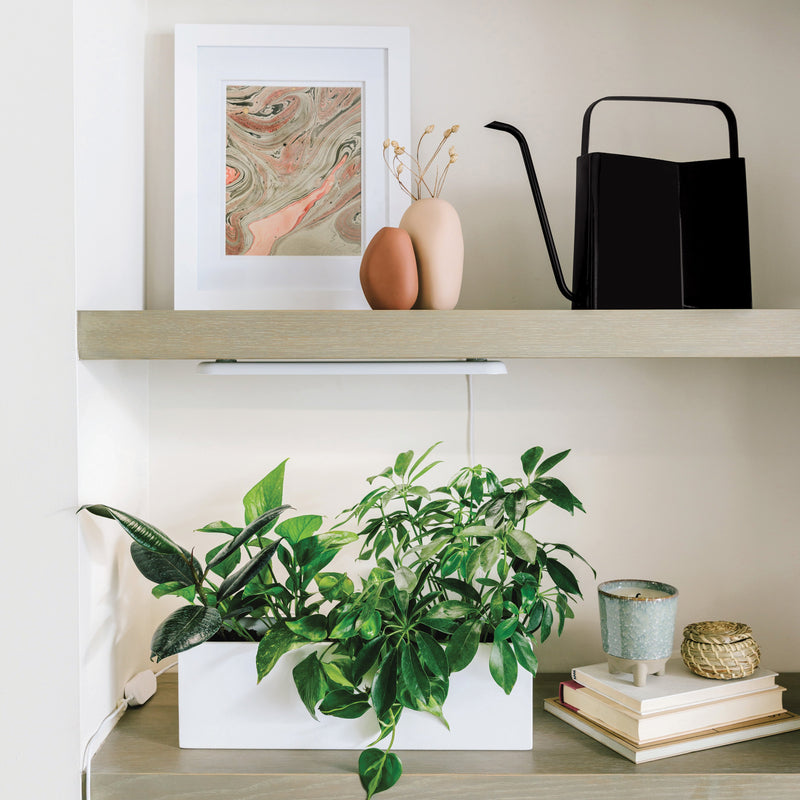 Modern Sprout Watering Cans Accessory