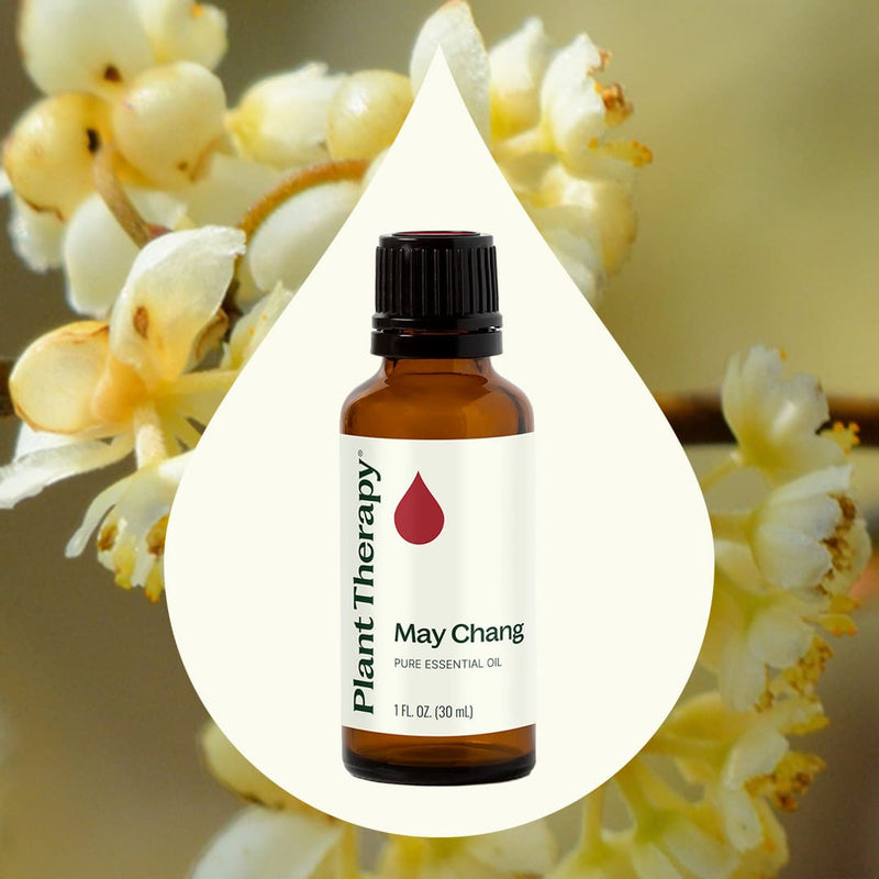 Plant Therapy May Chang Essential Oil Essential Oil