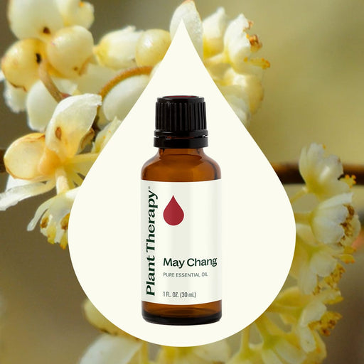 Plant Therapy May Chang Essential Oil Essential Oil