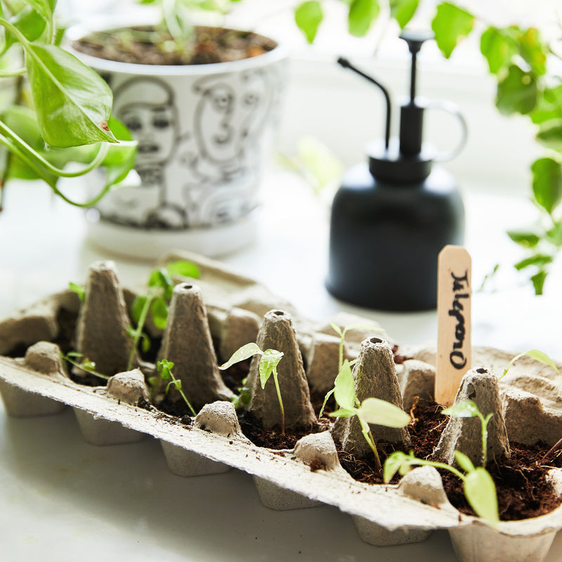 Modern Sprout Seed Collection + Accessories Gift Set