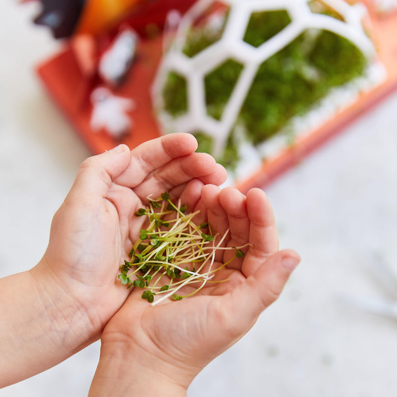 Modern Sprout Microgreens Pop-Up Kit Playful Planting
