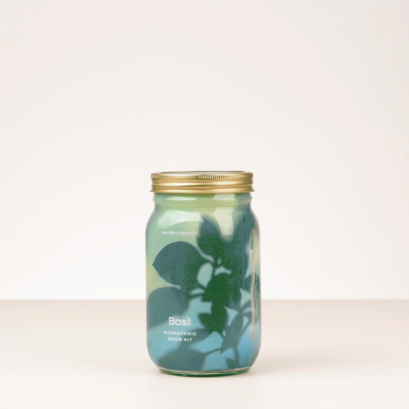 Modern Sprout Garden Jars - Organic Herbs Indoor Garden Kit Dim Gray Lavender 1pk,Basil 1pk,Parsley 1pk,Mint 1pk,Rosemary 1pk,Cilantro 1pk,Basil+Parsley+Mint+Rosemary+Cilantro+Lavender 6pk,Basil+Parsley+Mint+Rosemary+Cilantro 5pk,Basil+Mint 2pk,Basil+Parsley 2pk,Basil+Rosemary 2pk,Basil+Cilantro 2pk,Lavender+Rosemary 2pk,B